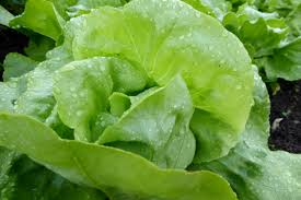 Green Leaf Lettuce Each