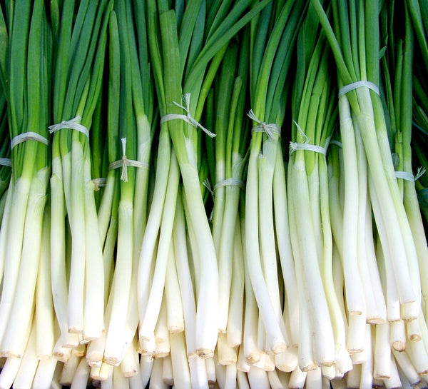 Green Onion Bunch