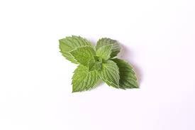 Herbs Mint Leaf