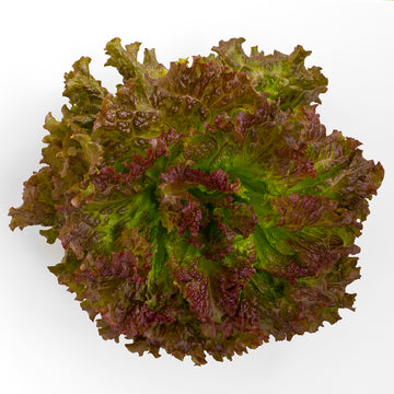 Red Leaf Lettuce Each