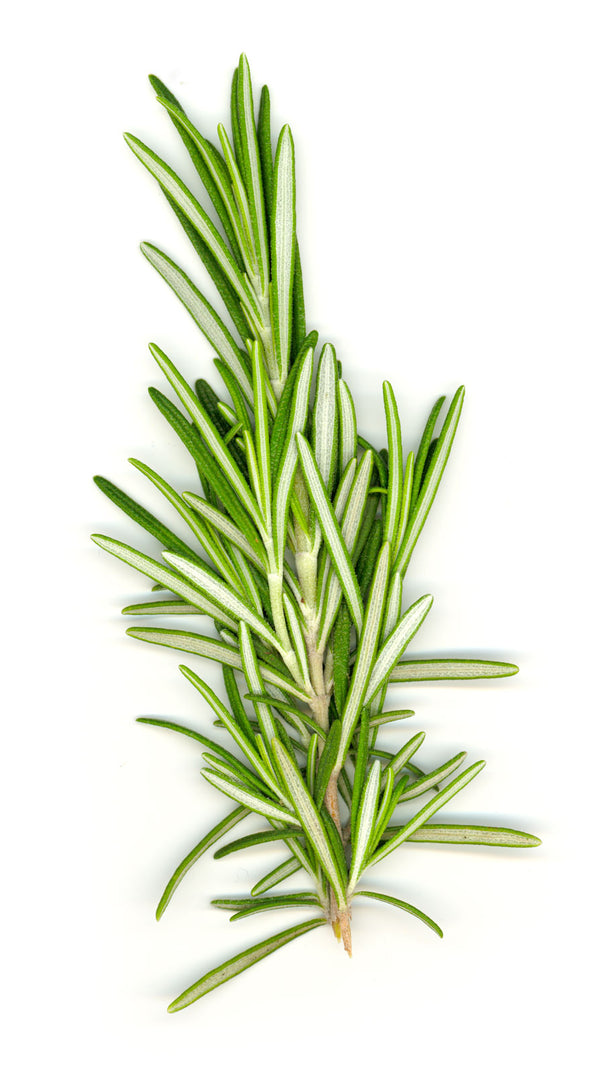 Herb Rosemary Each