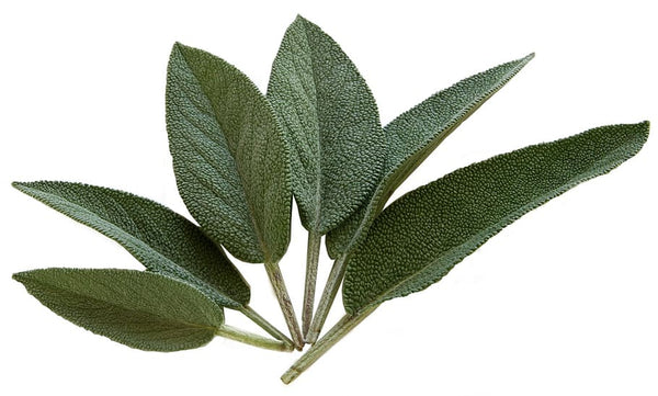 Herb Sage Each