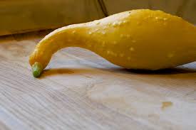 Yellow Crook Squash LB