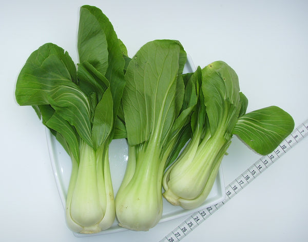 Baby Bok Choy LB