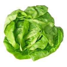 Butter Lettuce Head