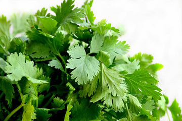 Cilantro Bunch