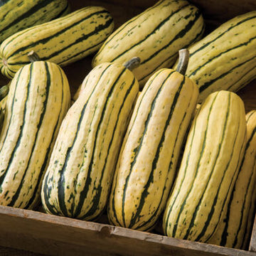 Organic Delicata squash Each