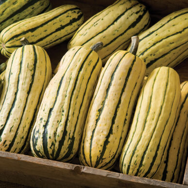 Organic Delicata squash Each