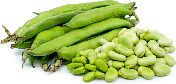 Organic Fava Beans LB