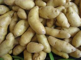 Fingerling Potato LB