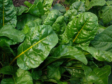 Swiss Chard Green Bunch