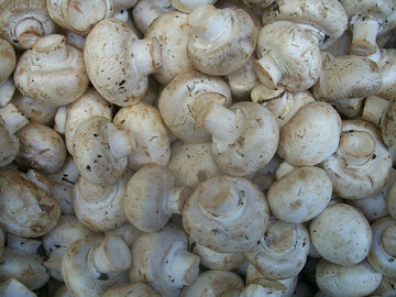 Mushroom Medium White LB