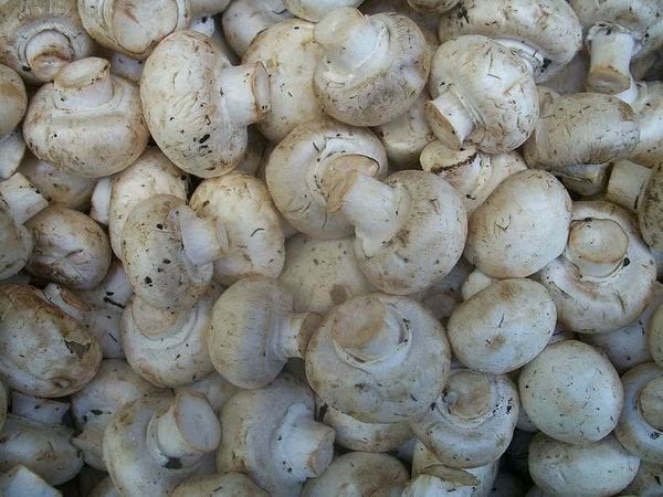 Mushroom Medium White LB