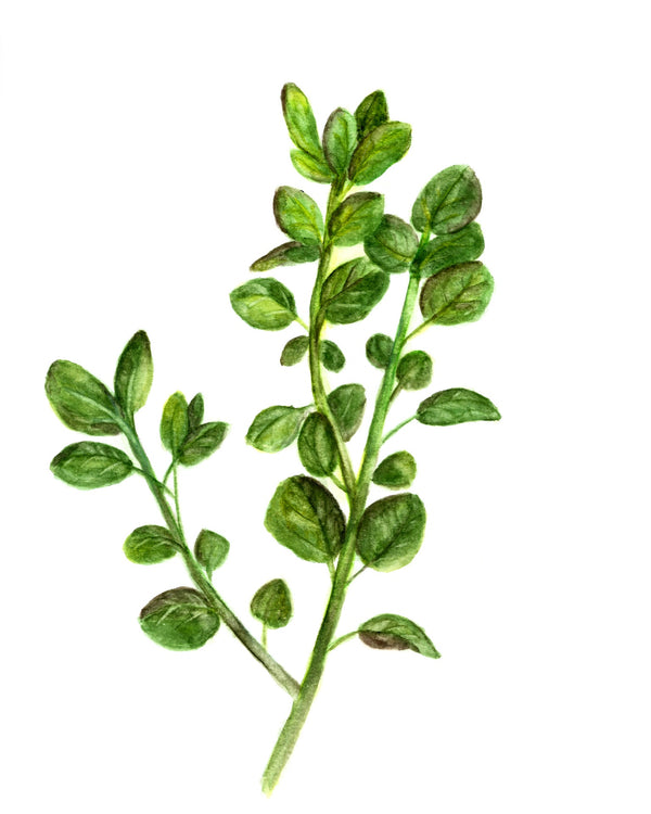 Herb Oregano Each