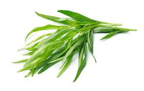 Herb Tarragon bunch